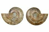 Cut & Polished, Agatized Ammonite Fossil - Madagascar #328095-1